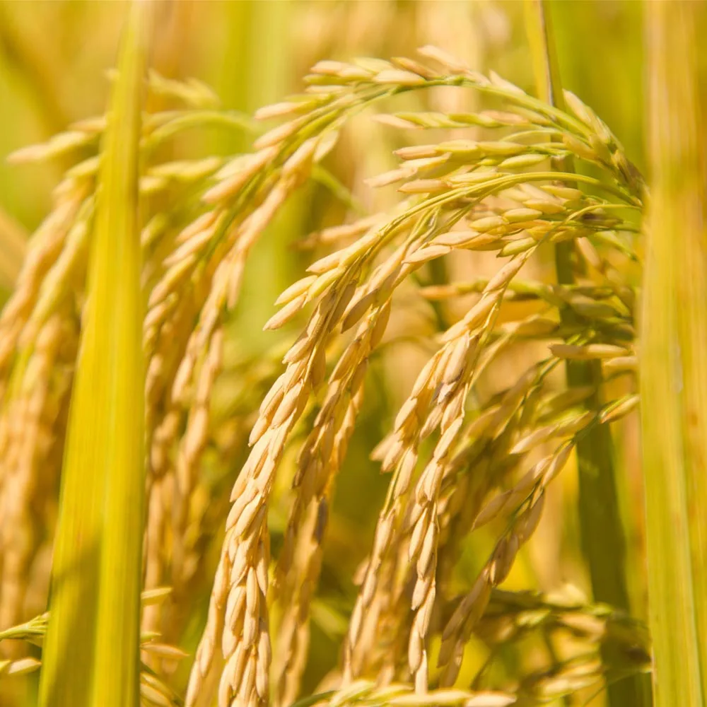 
Soluble rice protein powder 