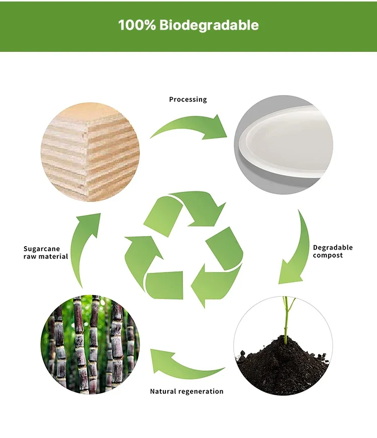 100% Biodegradable Bagasse Tray Used  for Restaurant Party Disposable Sugarcane Tray TR9P Compostable