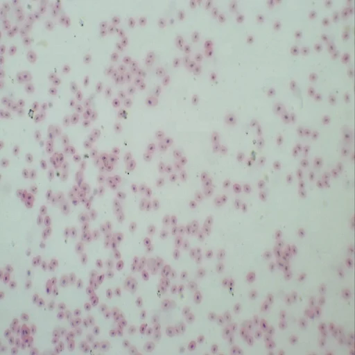 Microscope Slides - Zoology 100pcs Animal Prepared Slides High Quality Educational Supplies for Zoology