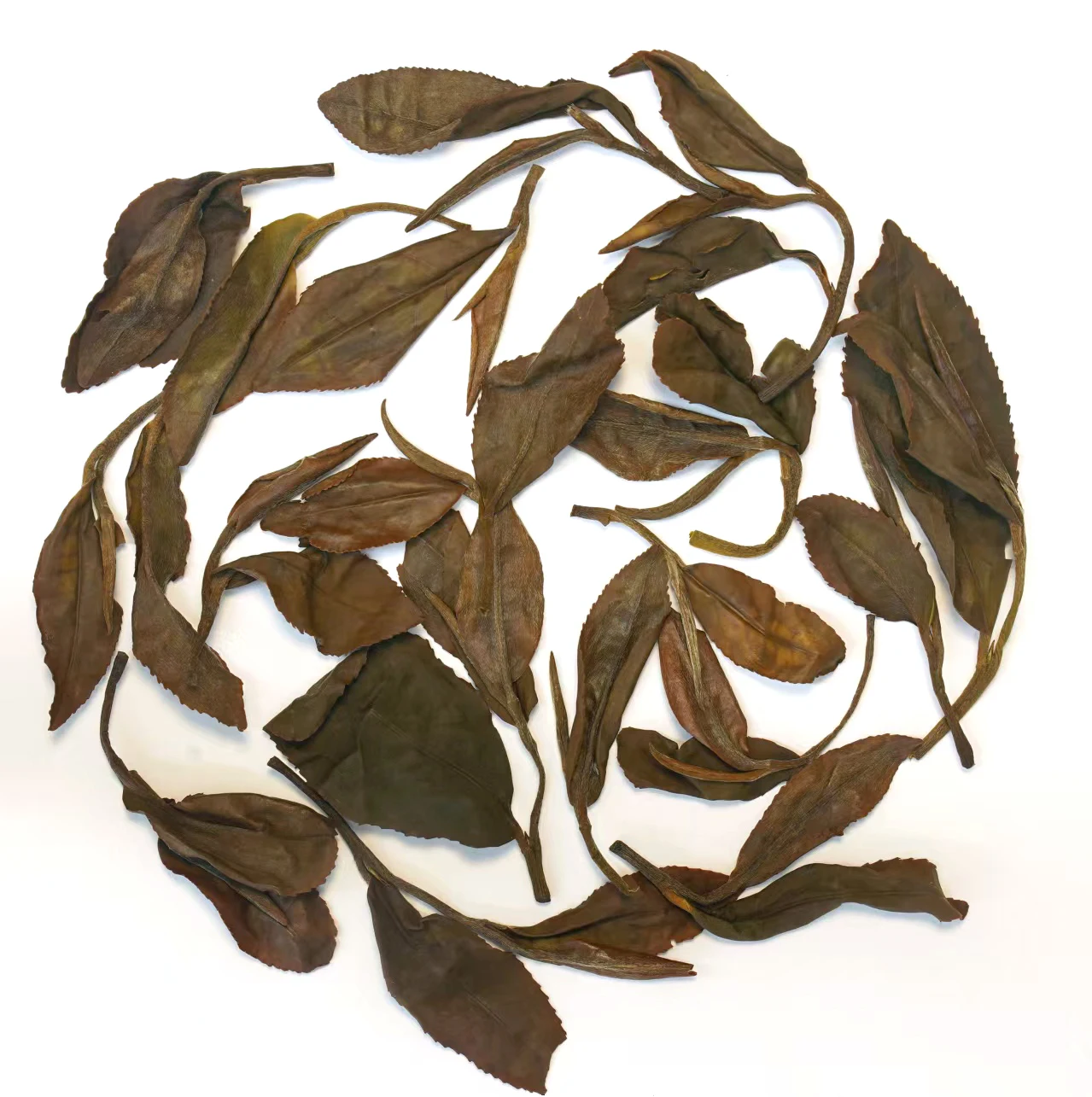 The Taste of World Champion- Elegant Fruit Nut Flavor Organic Chinese White Tea High Mountain Snow Buds Good Tasted