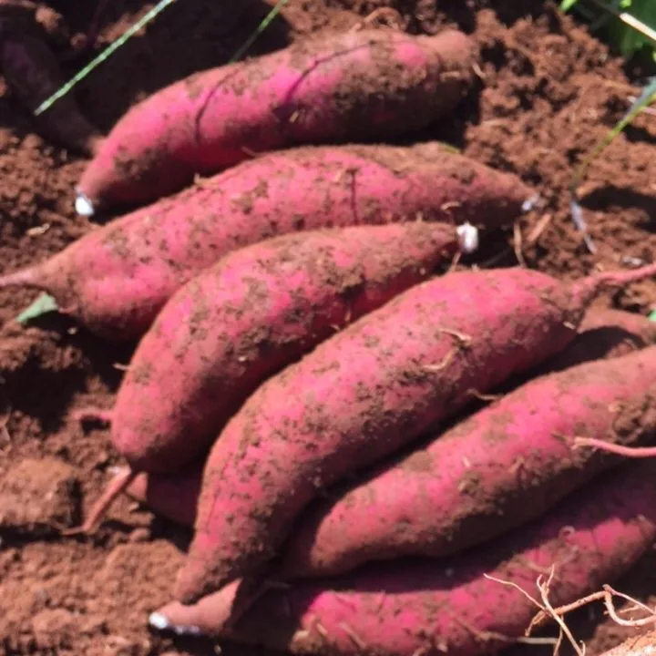 purple sweet potatoes fresh sweet potatoes are specialized by Ha Thanh company to be exported to large markets at cheap prices