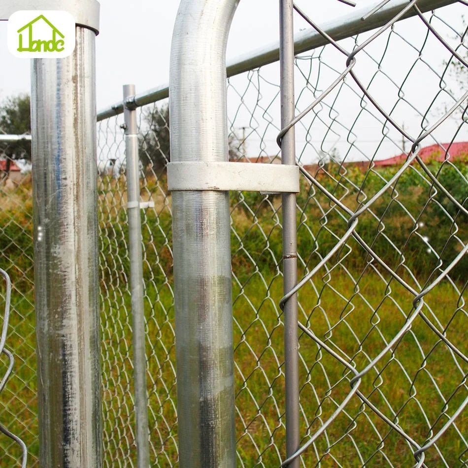 Chain link pet cages mating dogs and women
