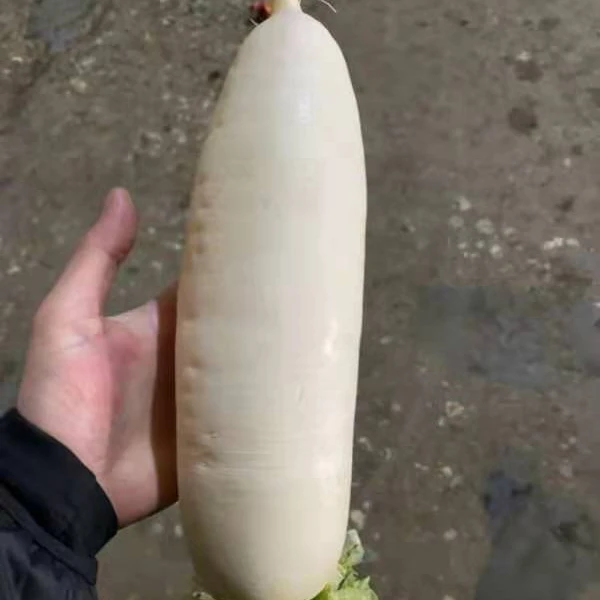 2022 GAP Chinese Fresh White radish direct manufacture  Shandong Xiamen new crop high quality