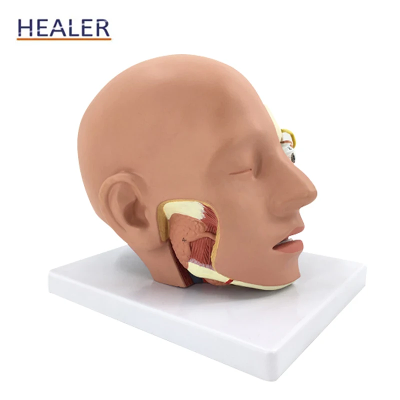Life-size Plastic Head Models Attached Cerebral Artery Natural Large 4-Part Middle Brain Model Anatomy
