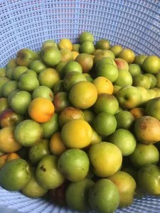 Японская десертная слива и рис Mirin