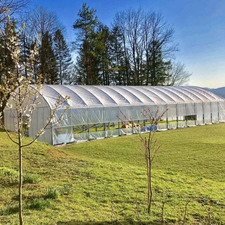 Galvanized steel frame greenhouse set single span Pe membrane greenhouse agriculture low-cost tunnel flower greenhouse