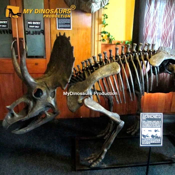 MyDino DS2801 Triceratops Skeleton Dinosaur Fossil