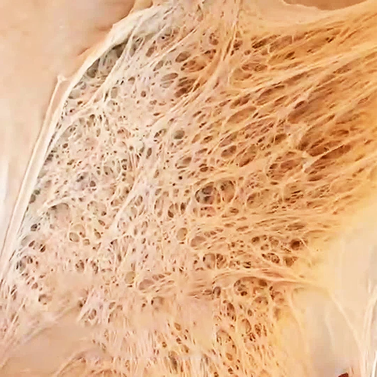 High active instant dry baking yeast powder 500g 450g 125g 100g 5g 10g 11g 5kg 10kg 25kg for bread dough fast fermenting yeast