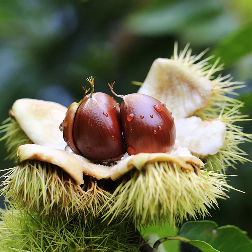 New Crop Organic Bulk Fresh Chestnuts for sale