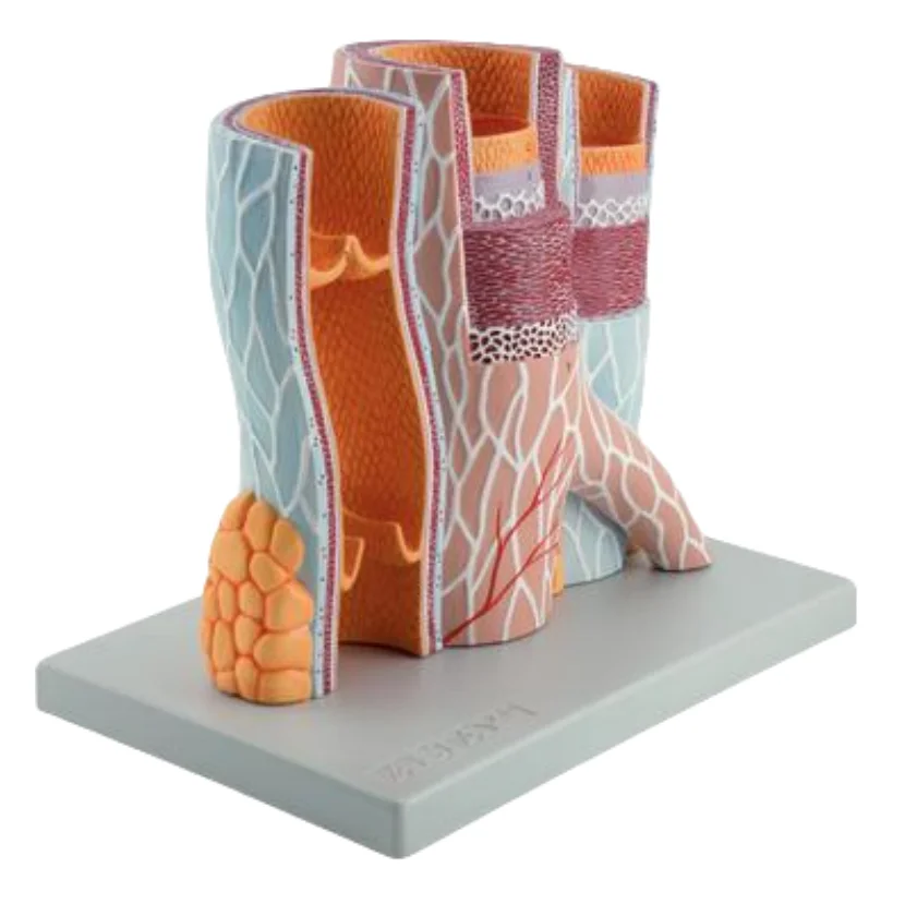 ADA-A422 Hot sale Structure of Artery and Vein,20x Life Size Medical teaching hot selling model Medical Teaching Human anatomy