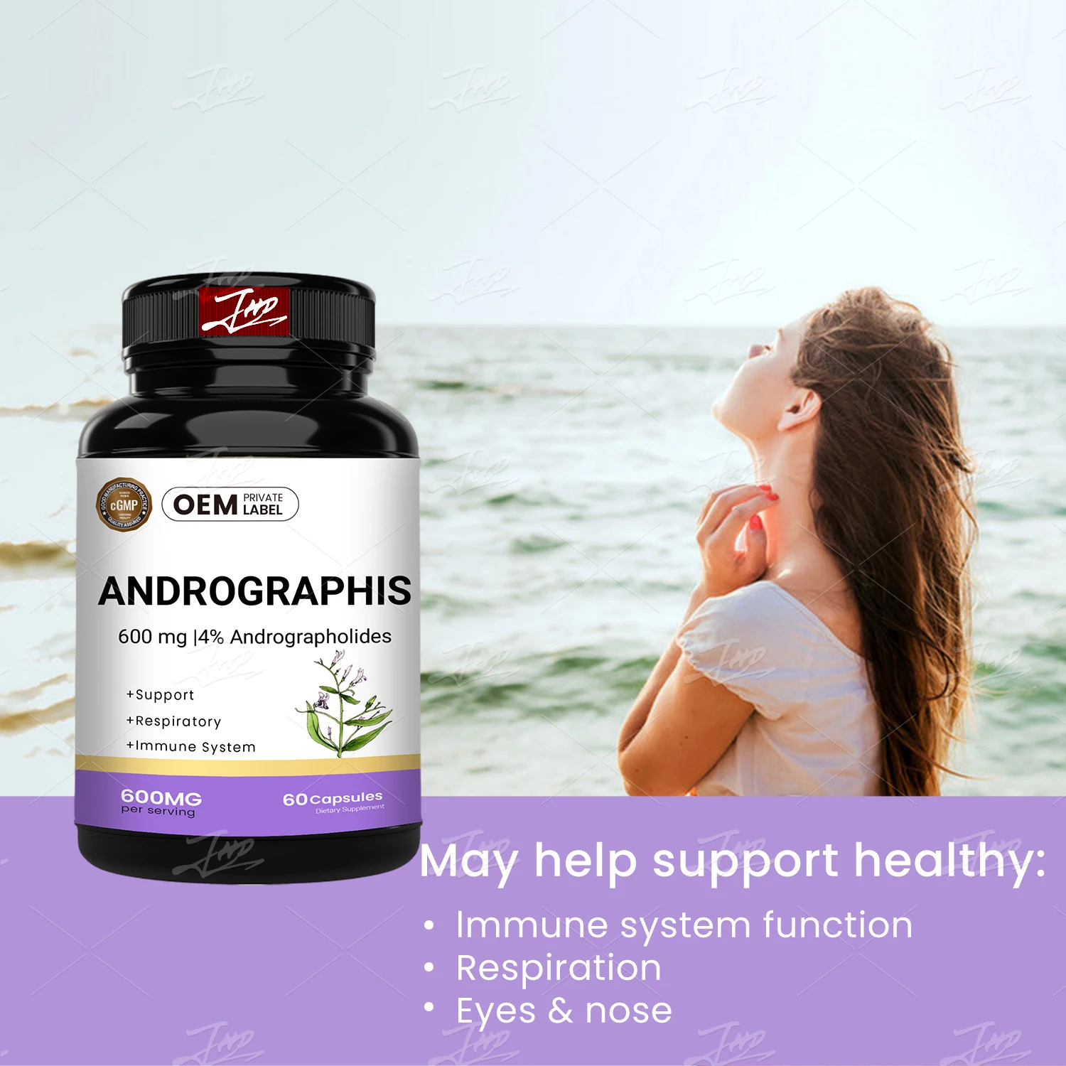 OEM 500mg/Capsule Andrographis Paniculata Extract Andrographis Capsules for Immune System Health