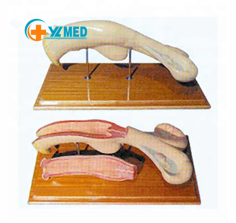 Животное ветеринарная корова матка анатомическая