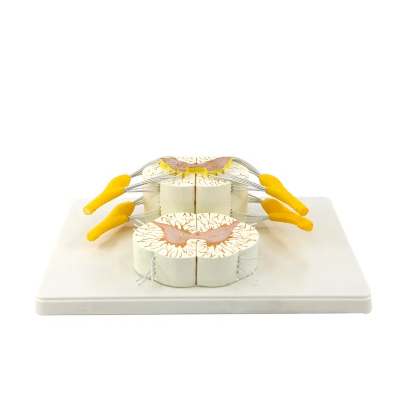 Detailed anatomical human anatomy model Vertebral and Partial Spinal Cord model