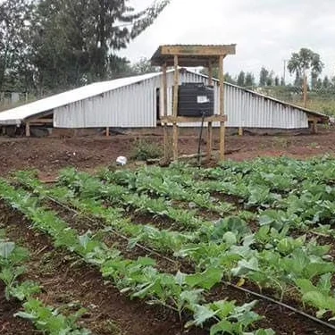 High standard farmland jujube irrigation system water-saving drip irrigation system 1 hectare Irrigation system  kits