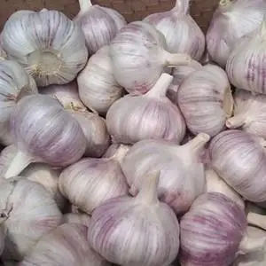 China bulk garlic export, huge concessions