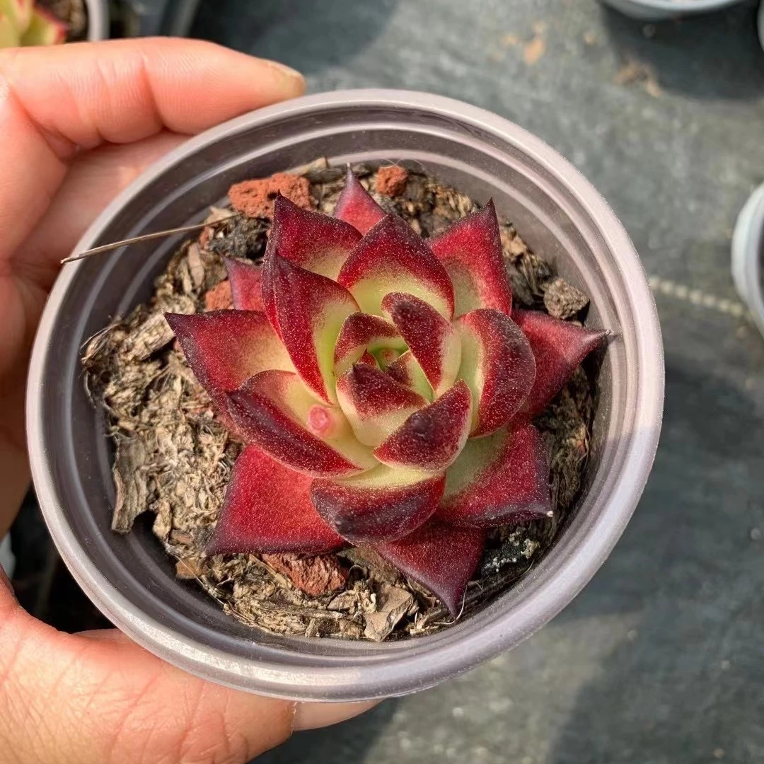 
Medinilla magnifica Lindl succulent plants live for home decoration 