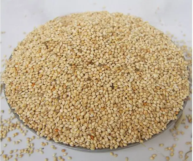 
Yellow Glutinous Broomcorn Millet for bird food 