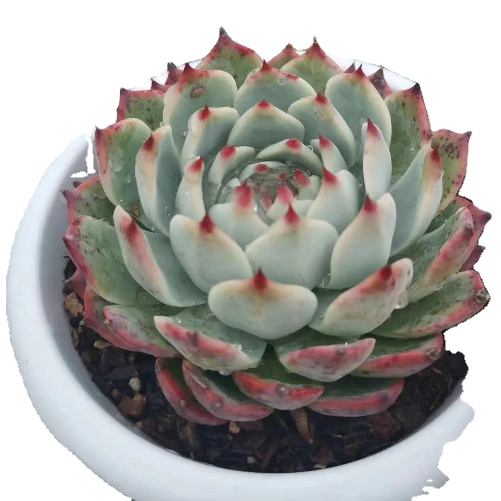 
New Jiwawa Succulent plants office potted 