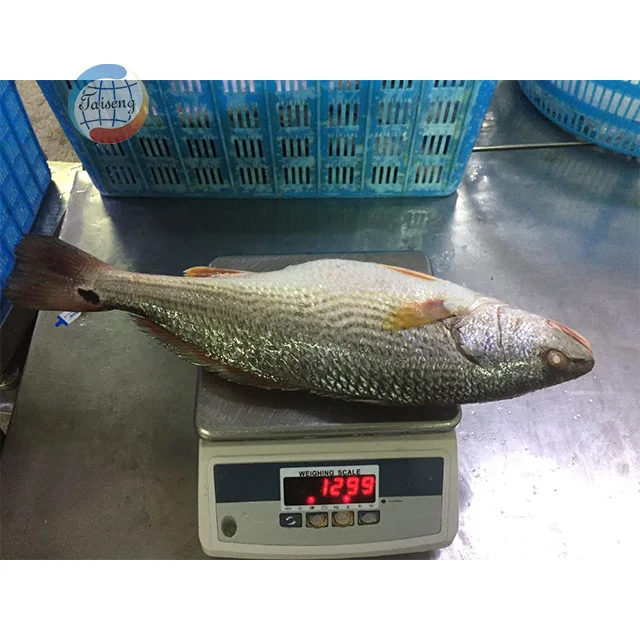 Good quality seafood frozen red drum