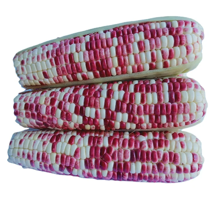 
Продажа профессионально произведенной свежей кукурузы по низким ценам и высокое качество 