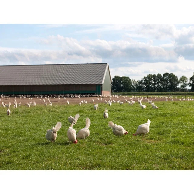 
Machinery chicken steel structure building 