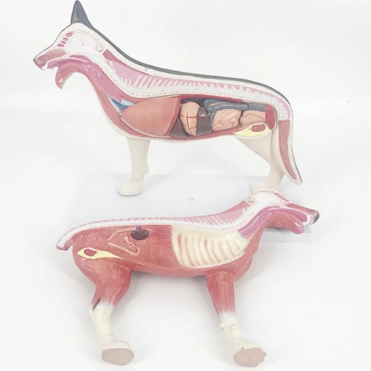 YA/B026 Life Size Dog Anatomical Model For Education dog anatomy model