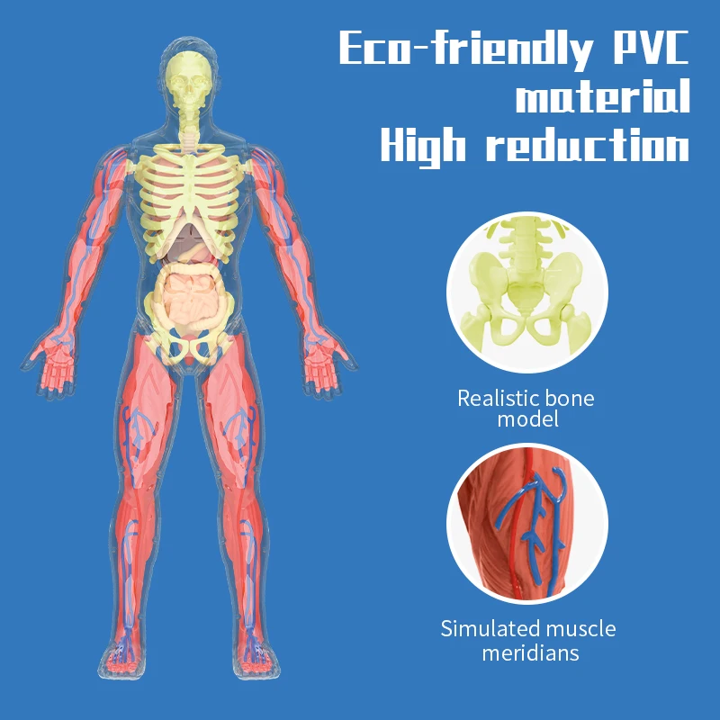 32cm Human Skeleton with muscle and Blood Vessels,artificial anatomical medical skeleton