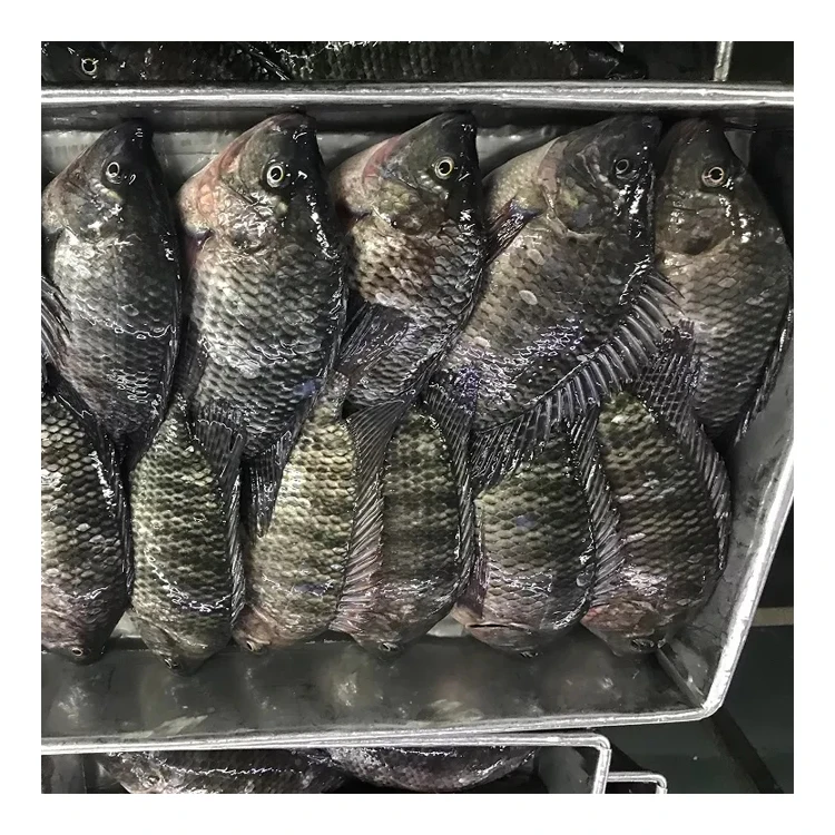 Supply Fish Farming Live Tilapia Wholesale Price