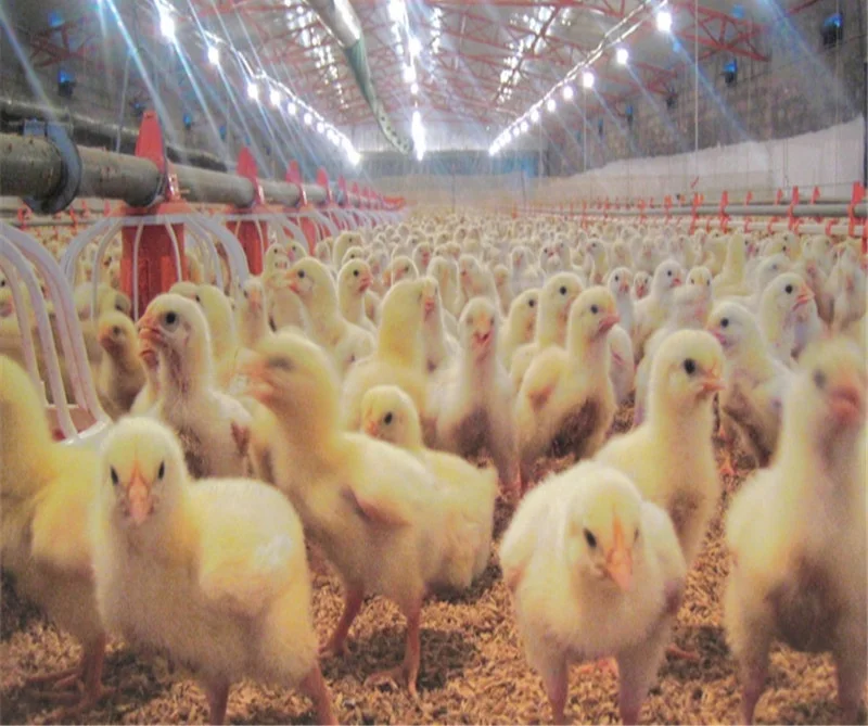 Новое дизайнерское автоматическое оборудование для кормления цыплят