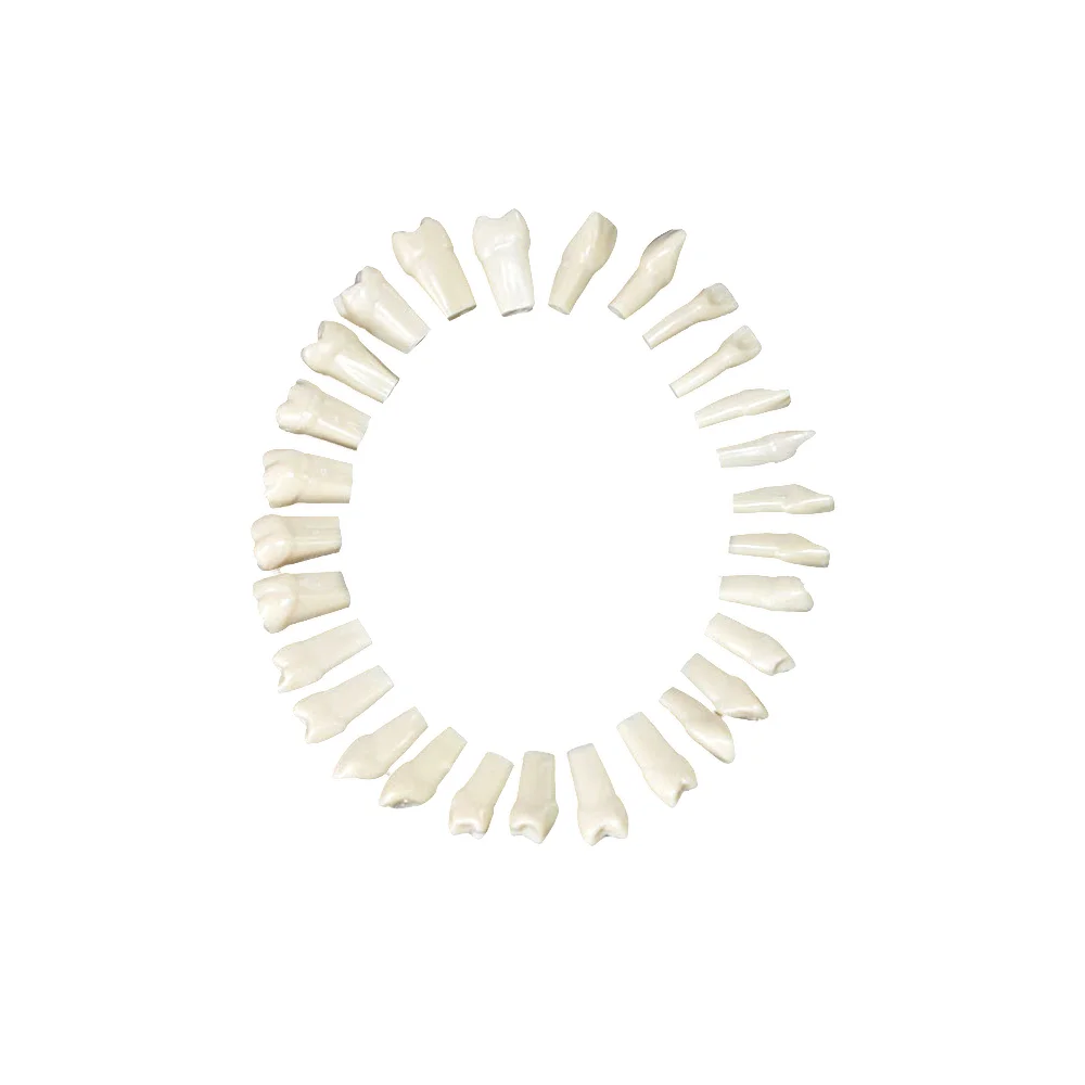 Dental Oral Teaching Tooth Plates Dental Denture Model Typodont Synthetic Resin Polymer False Replace Teeth