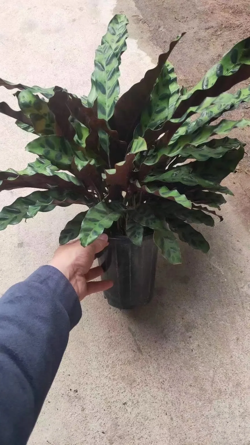 
Ornamental plant bonsai Calathea green beauty wholesale green nature plant Calathea insignis 