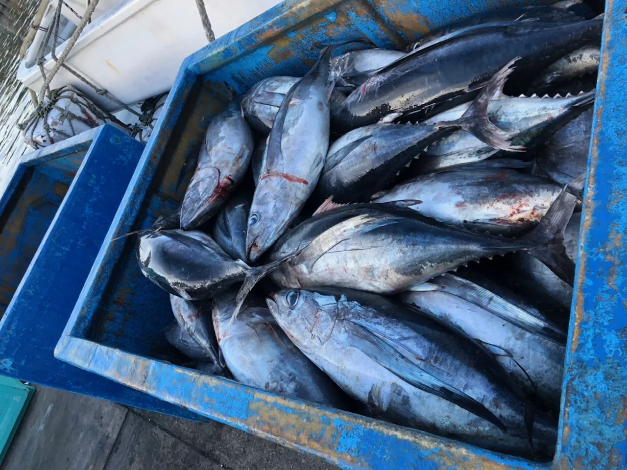 Wholesale Price High Quality Seafood Products Frozen Whole Round Albacore Tuna For Canned