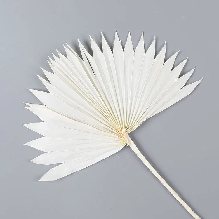 Boho wedding decor natural flower plant preserved large tropical dry palm spears fan leaf bleach white small dried palm leaves