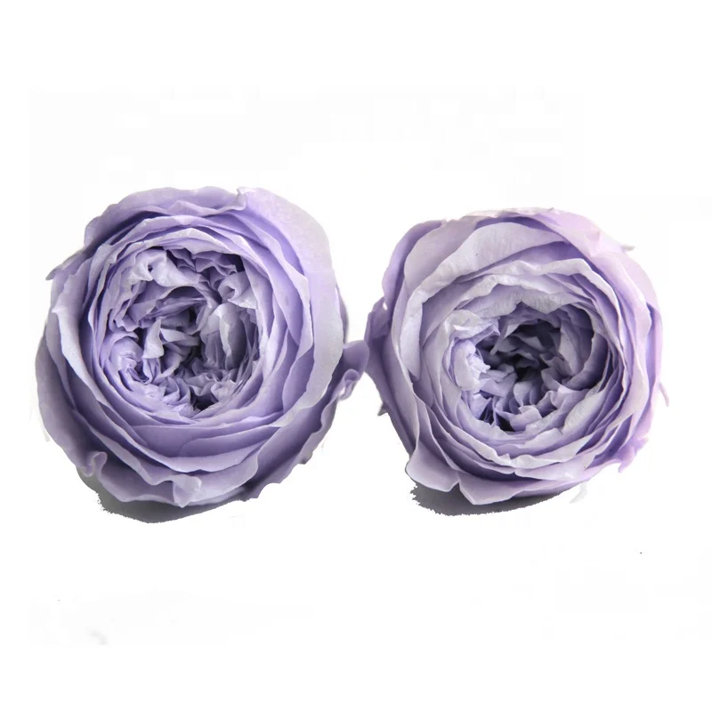 2019 wholesale  best selling natural real preserved everlasting roses head david austin flowers 5cm-6cm in gift box