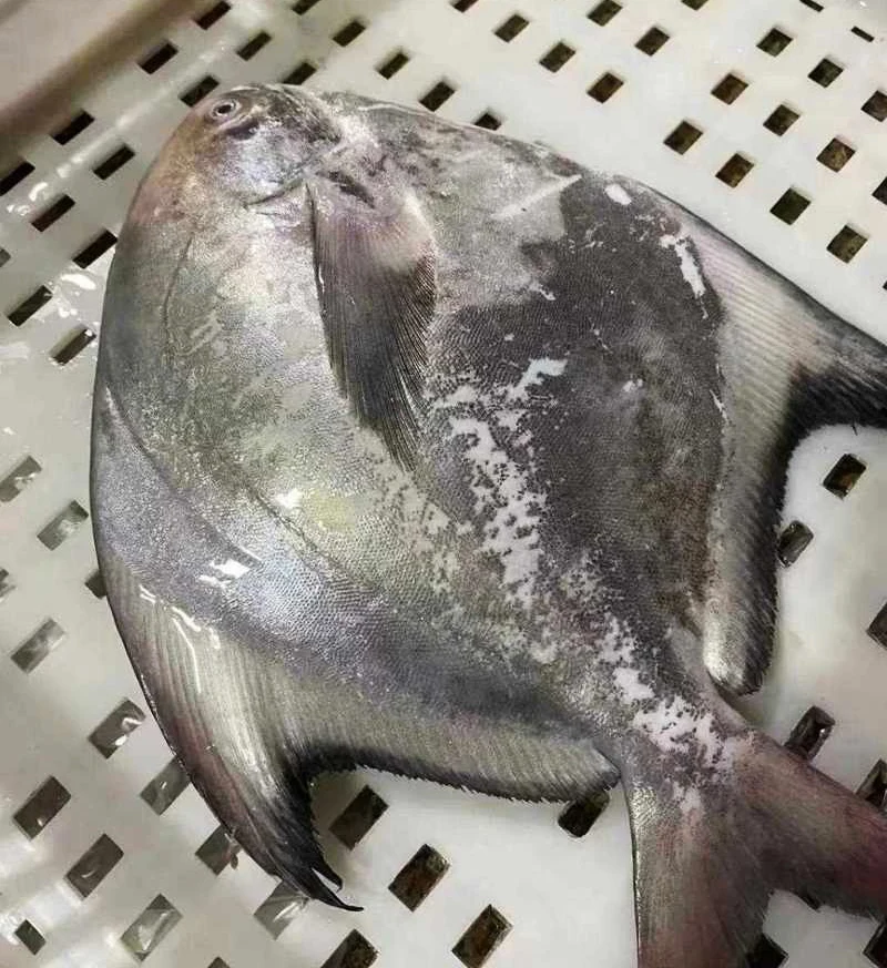 Wholesale Seafoods IQF Frozen Fresh Fish Chinese Pomfret Whole Round