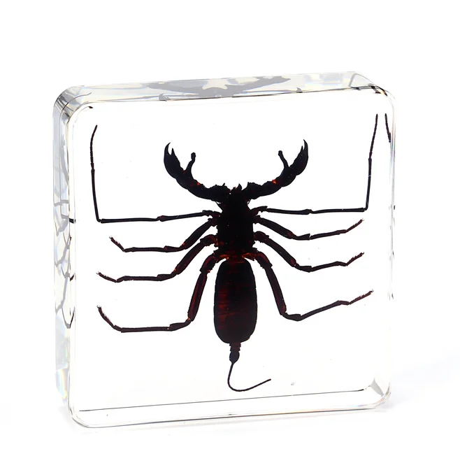 Real Insects Resin Paperweight Scorpion Spider Rectangular Solid High Transparent OEM ODM Custom Wholesale Bulk Paper Weight