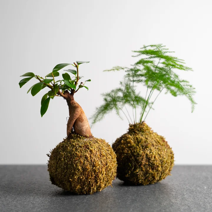 how to make moss Kokedama Kit with  Online Education kokedama plate gift for home garden lovers
