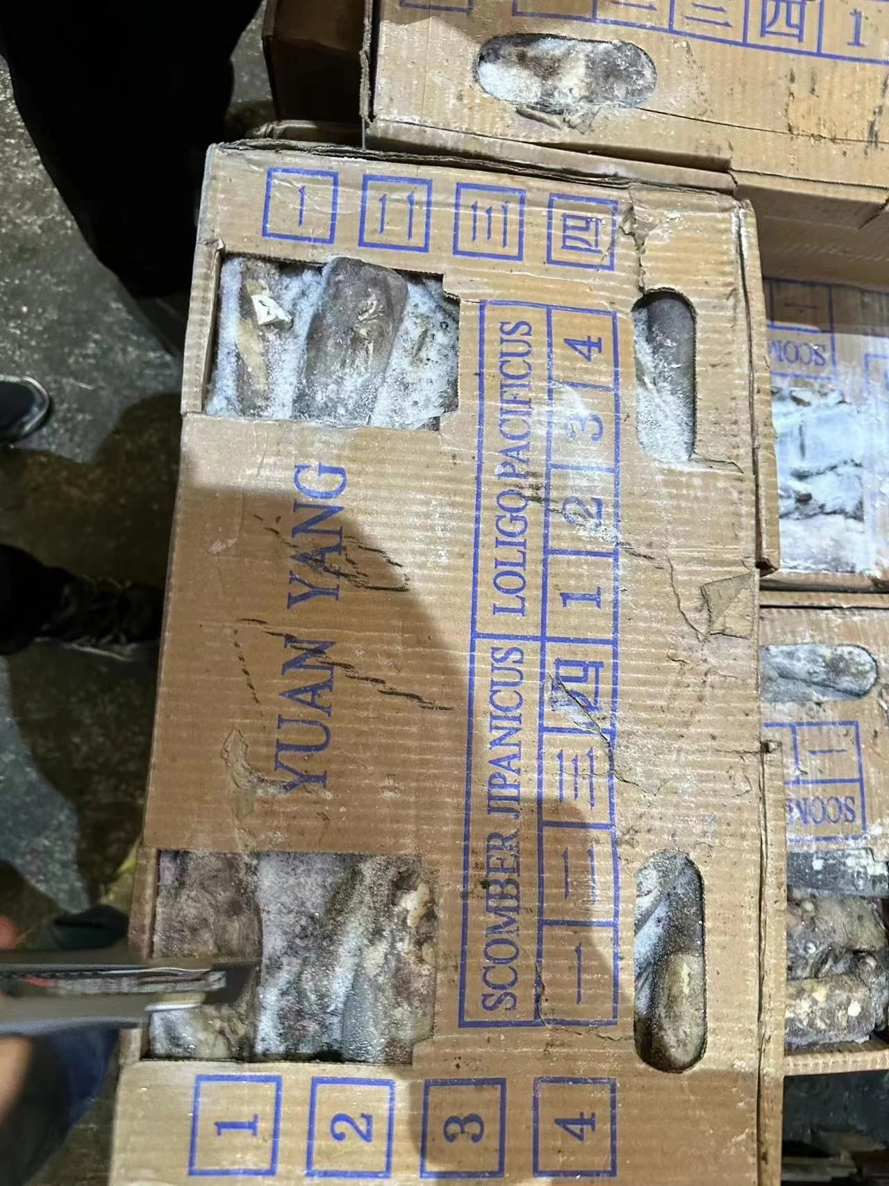 High Quality 100 - 300g Frozen Indian Squid Whole Round Wholesale Origin China