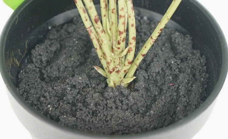 Factory sale simulation potted plants real touch 23 cm artificial aquatic Caladium in plastic pot for bonsai