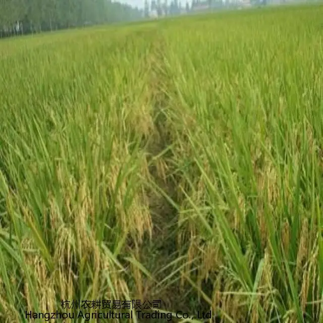Новинка, Лидер продаж, ароматный рис, китайское фермерское хозяйство Шаньдун, производит рис