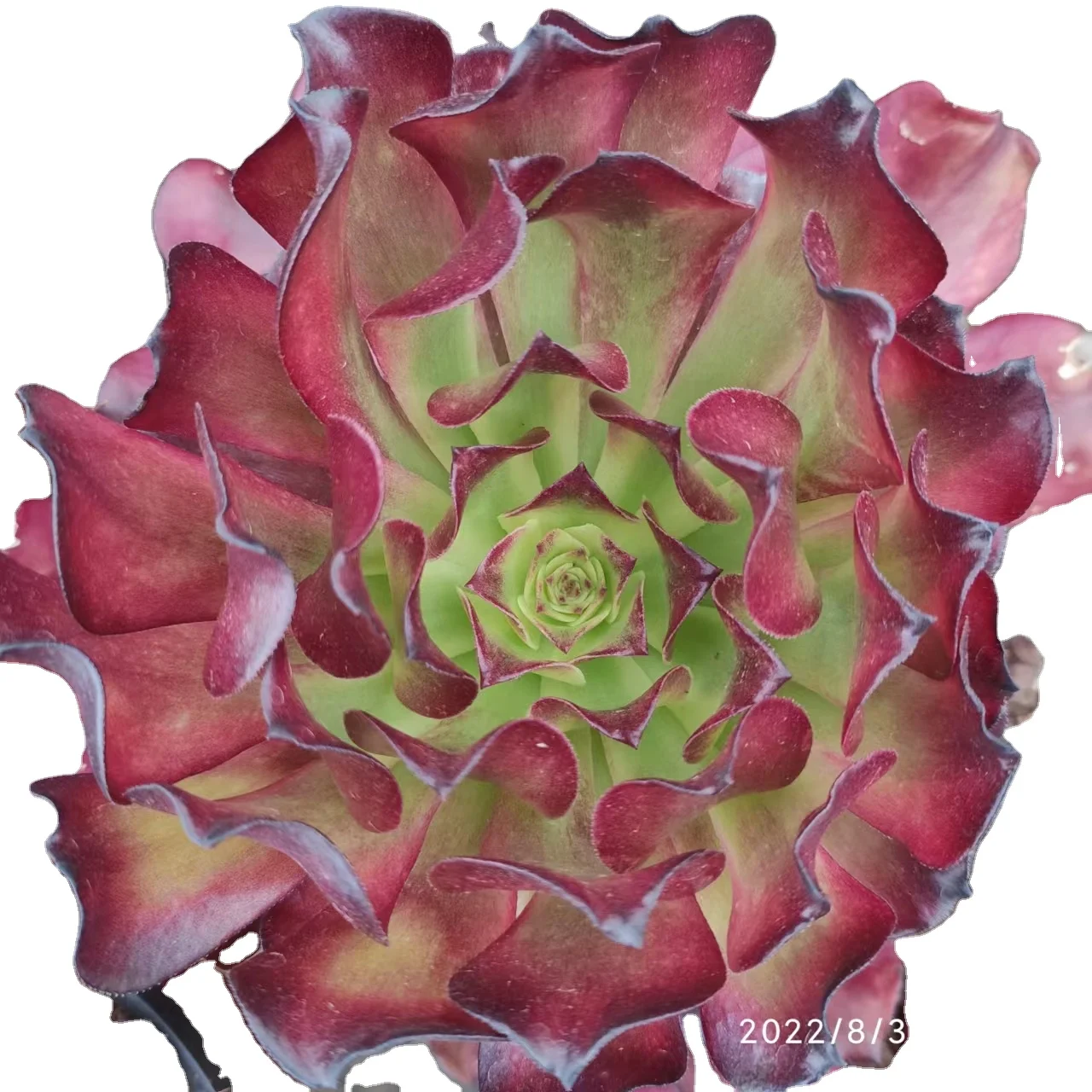 TH005  Aeonium Beauty Girl decoration artificial succulent plants pot Succulent plants Pots For out door echeveria