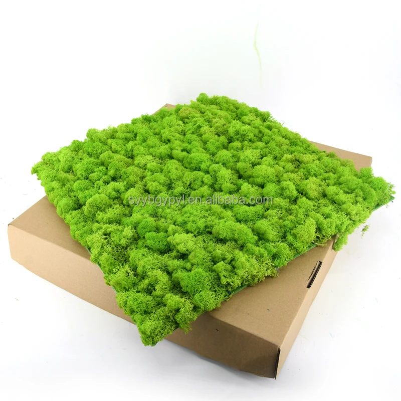 New Arrival 2021 DIY handmade reindeer moss wall Soft and Fresh 50cm grass green preserved moss panel