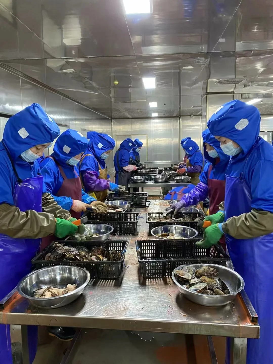 Abalone In Shells Wholesale Abalone Haliotis In Shells Frozen Abalone In With Shell