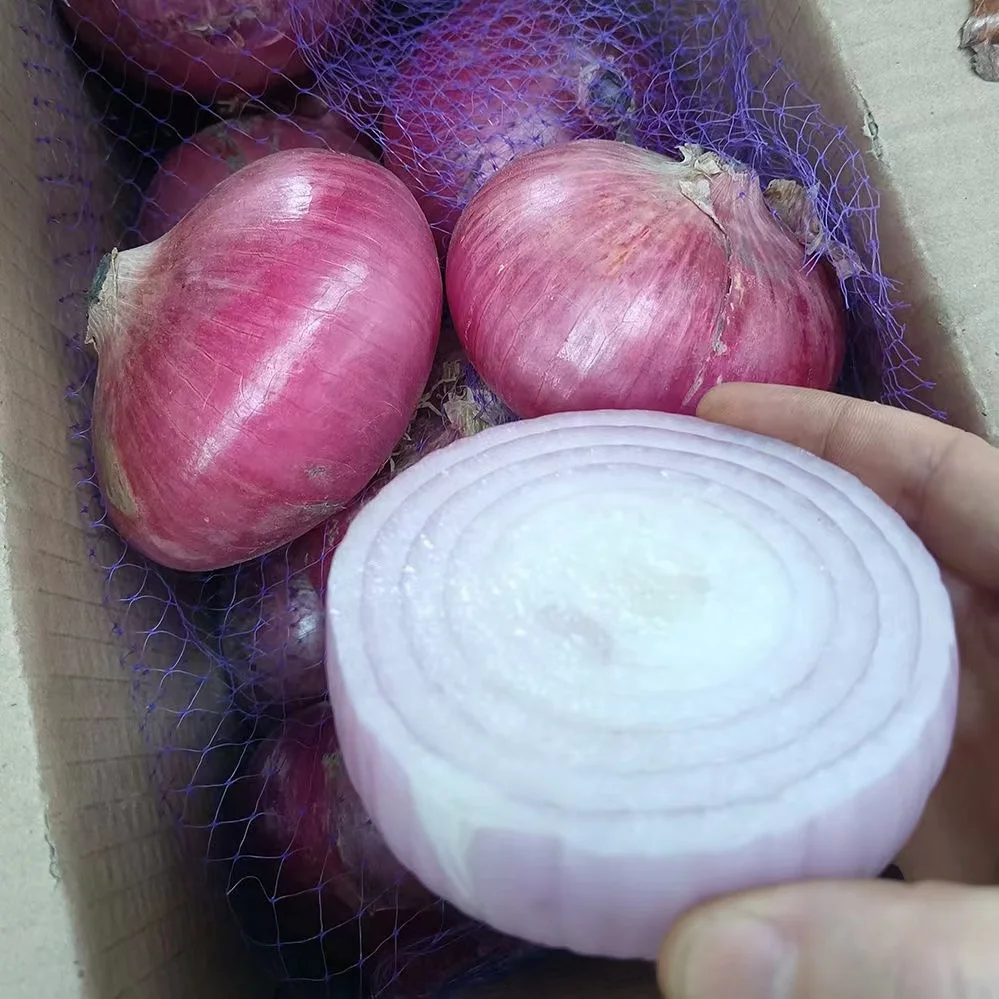 High Quality Fresh Yellow Onion/ Red Onion with cheap price per ton from JUFU onion seeds - New harvest