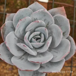 SL093Echeveria Laui Wholesale Large Artificial mini succulents Succulent Plants And Succulents In Pots