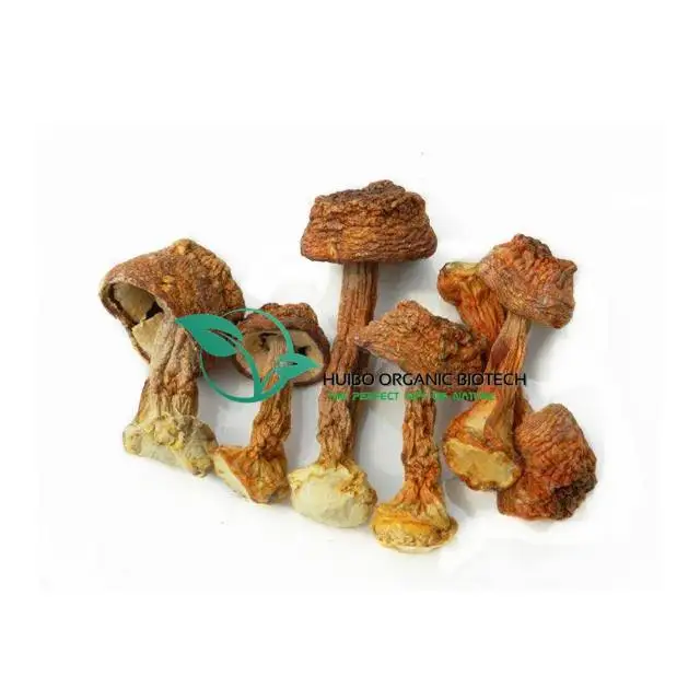  Organic Morchella esculenta mushroom without stem best