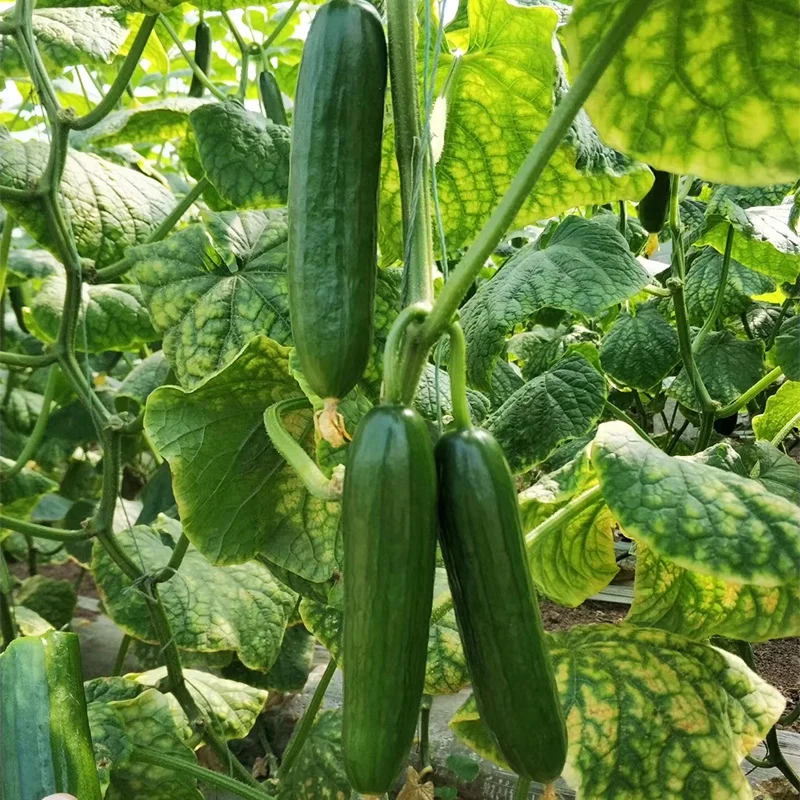 
From the Netherlands mini hybrid fruit cucumber seeds cucumber seeds 