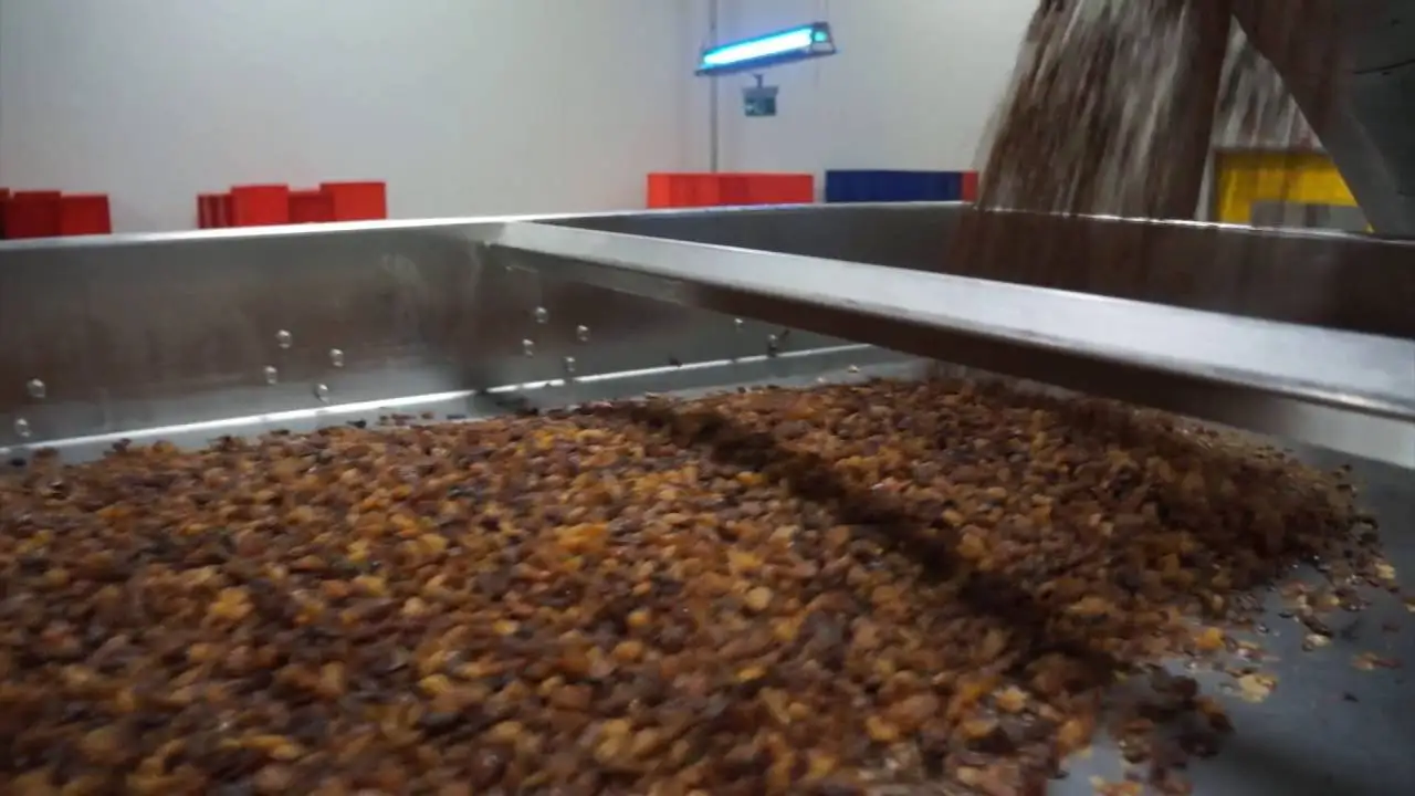 Full automatic 2000 kg raisin polishing machine raisin process line for food handling