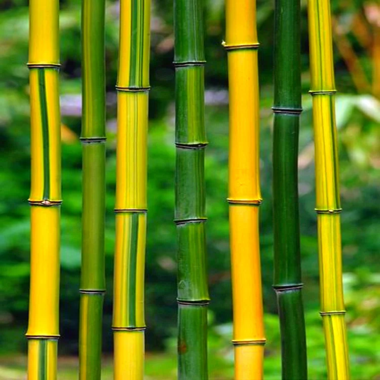 Amazon Hot Selling Bamboo Plants Seeds Bonsai Plant for indoor garden Send Gift Bamboo Tree Seeds