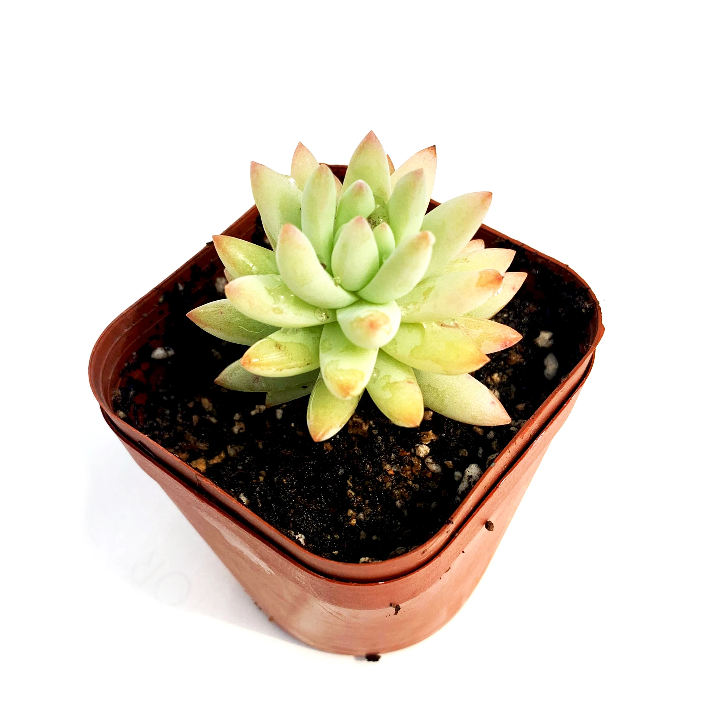 
wholesale New design Haworthia cooperi Baker farming succulent plants for Home and Office Decor 